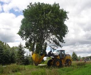 texnika_dlya_peresadki_derevev_tree_spade